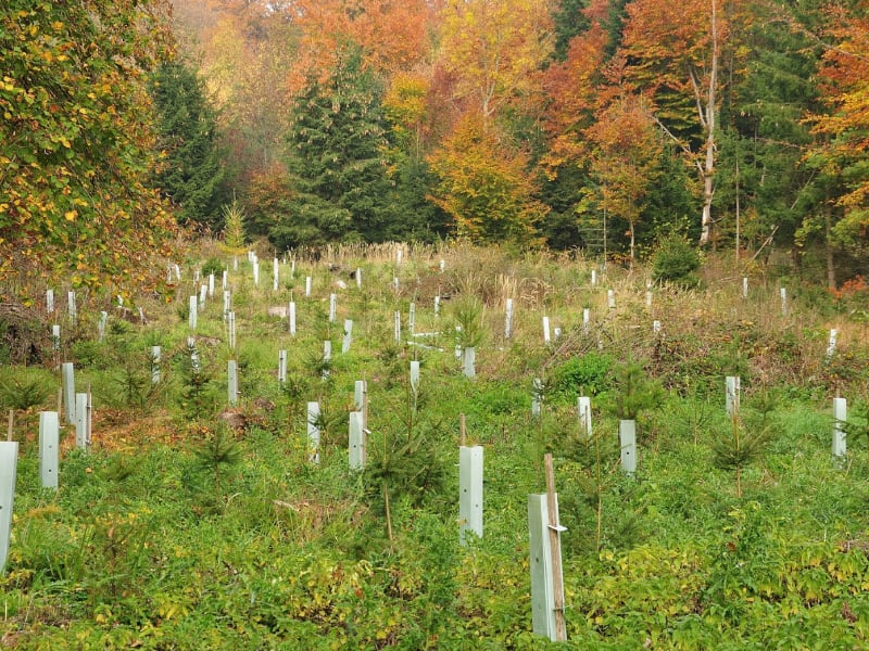 Reforestation Projects