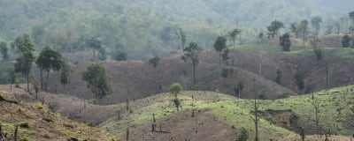 Reforestation Project