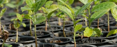 Urban Tree Planting